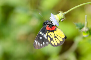 butterfly on a flower