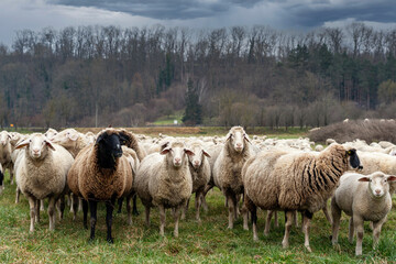 Flock of sheep