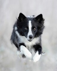 Energetic Border Collie in Motion