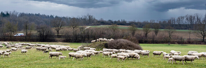 Obraz premium Flock of sheep