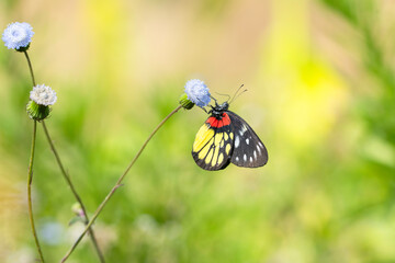 butterfly on a flower