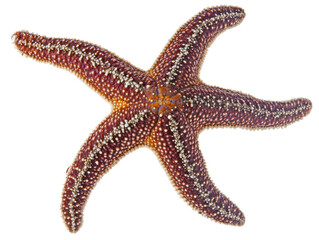 Isolated Starfish Close-up