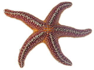 Isolated Starfish Close-up