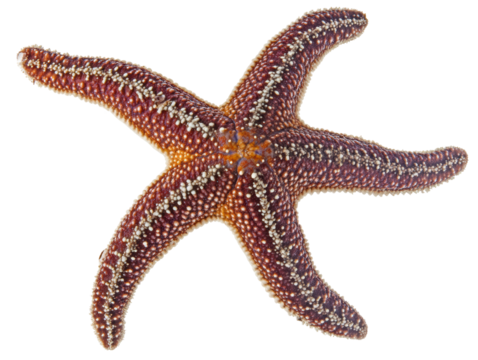 Isolated Starfish Close-up