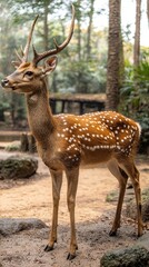 Fototapeta premium Majestic Mature Deer on Side Hill with Clockwork Precision in Nature's Timeless Harmony