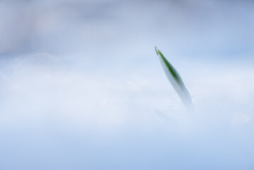 Wiosenne kwiaty, przebiśniegi, wiosna 2025, tapeta. © Elżbieta Kaps