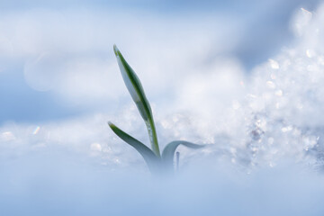 Wiosenne kwiaty, przebiśniegi, wiosna 2025, tapeta. © Elżbieta Kaps