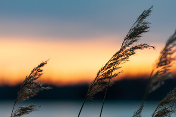 Plant illuminated by the setting sun in spring in western Finland