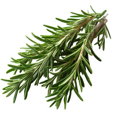 Fresh rosemary sprigs culinary herb aromatic green isolated transparent background