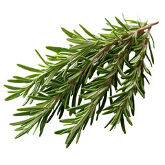 Fresh rosemary sprigs culinary herb aromatic plant green leaves isolated transparent background