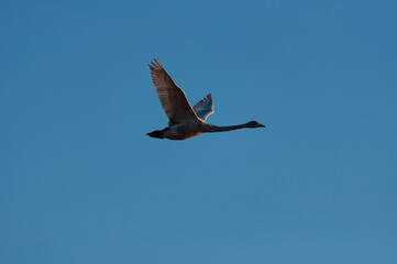 Swan flying with blue sky in spring in Finland