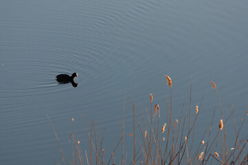 Early morning bird on a river delta in spring in Pori, Finland