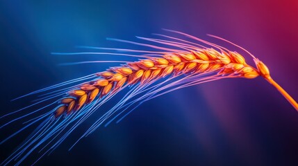 Vibrant wheat stalk against a dark blue and pink background.