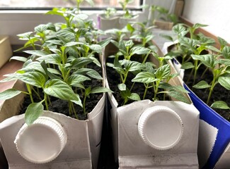 Growing small green seedlings of peppers and tomatoes in cardboard boxes from under dairy products with soil on the windowsill at home The concept of reasonable consumption
