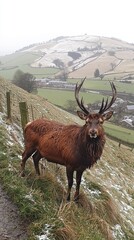 Fototapeta premium Majestic Mature Deer on Side Hill with Clockwork Precision in Nature's Timeless Harmony