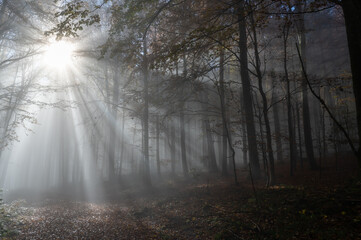 Sunbeams in fog in an autumn forest