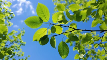 Fototapeta premium Vibrant green leaves against clear blue sky on a sunny day