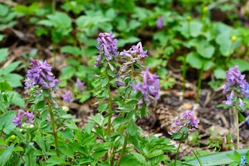 Flowers of purple and pink lungwort on the branches of the plant in the nursery of ornamental and natural plants in spring