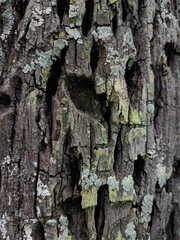 close up texture of old coconut tree bark