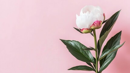 Pink background single white peony flower blossom