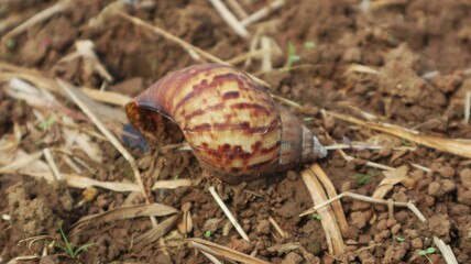 Brown patterned snail shell on the ground