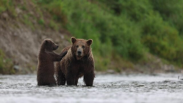 Grizzly bear in Katmai, Alaska