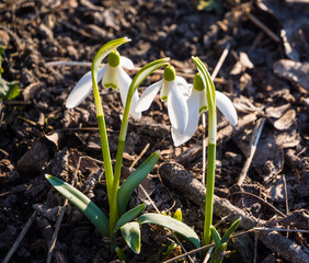 Gentle and pristine beauty in nature.