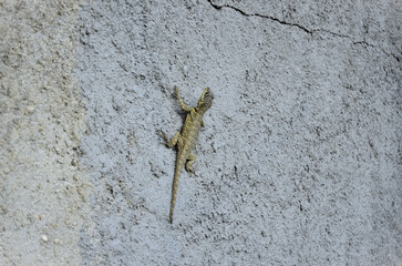 A beautiful lizard (Tropidurus) standing on the wall of the house in the countryside