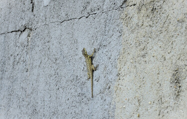A beautiful lizard (Tropidurus) standing on the wall of the house in the countryside