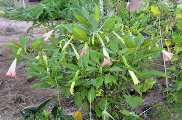 Angel's trumpet flowers (Brugmansia suaveolens) in the field in the late afternoon