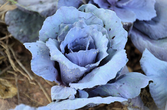 Beauty of Red Cabbage (Brassica oleracea var. capitata f. rubra.) growing