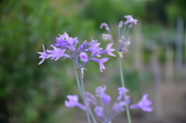 Beautiful flower of the social garlic (Tulbaghia violacea) in the vegetable garden