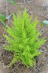 A small pine tree Cupressus macrocarpa “Goldcrest” in the middle of a corn field