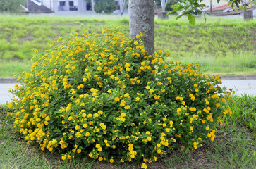 Small bush of yellow lantana (Lantana Camara) full of flowers in the garden