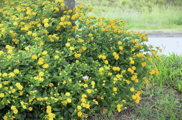 Small bush of yellow lantana (Lantana Camara) full of flowers in the garden