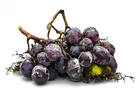 A cluster of red grapes covered in white fuzzy mold, a visual metaphor for decay and loss, highlighting the fleeting nature of life and beauty in a stark and unsettling close-up image - Powered by Adobe
