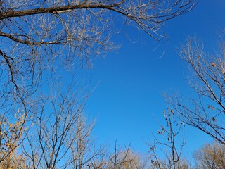 tree branches against sky