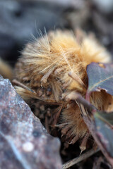 Sycamore Tree Achenes Seed Balls