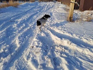 dog running in the snow