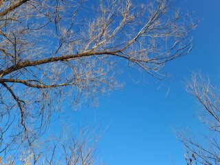 Obraz premium branches against blue sky