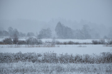 landscape with snow covered field, misty forest in distance. Latvia in wintertime