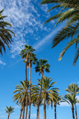 palm trees on the beach