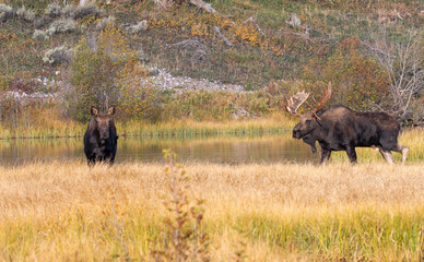 Bull and Cow Moose Rutting in Grand Teton National Park Wyoming in Autumn
