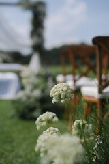 Flower with blurry chair background outdoor in a sunny day