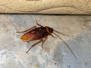 Close-up photo of a cockroach lying face down on a white floor. Cockroaches are disgusting and dirty insects, and are a source of disease.