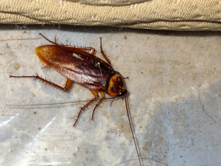 Close-up photo of a cockroach lying face down on a white floor. Cockroaches are disgusting and dirty insects, and are a source of disease.