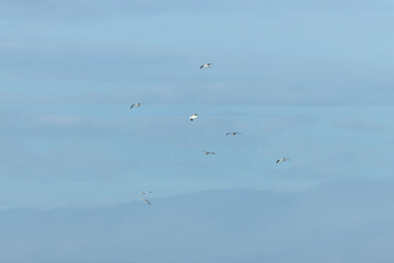 Flock of Seagulls Flying High Above Sea in Partly Cloudy Blue Sky