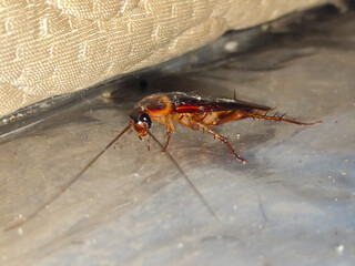 Close-up photo of a cockroach lying face down on a white floor. Cockroaches are disgusting and...