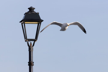 Herring Gull Seabird Flying Past Black Cast Iron Lamppost with Victorian Style Lantern, Close Up