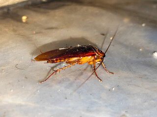 Close-up photo of a cockroach lying face down on a white floor. Cockroaches are disgusting and dirty insects, and are a source of disease.